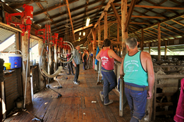 Steam Plains Shearing 022137  © Claire Parks Photography